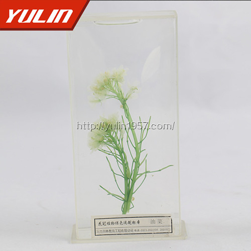 油菜标本