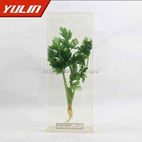 水晶草标本
