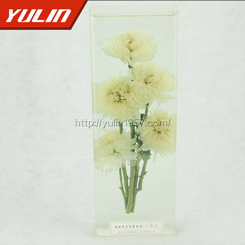 白菊花标本
