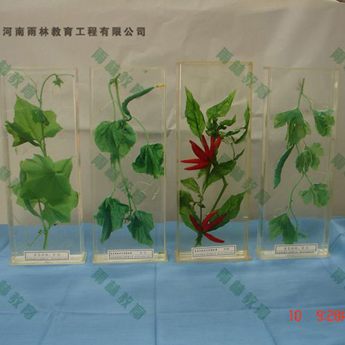 湖北植物根的类型