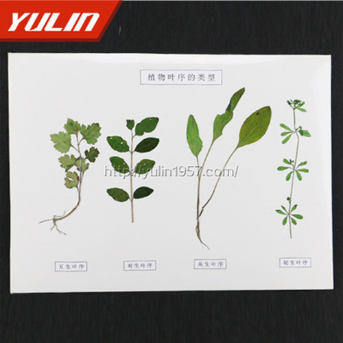 植物叶序类型标本