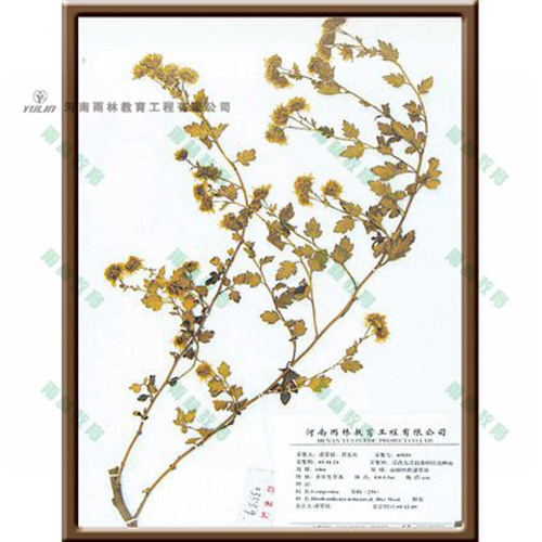 甘肃野菊标本