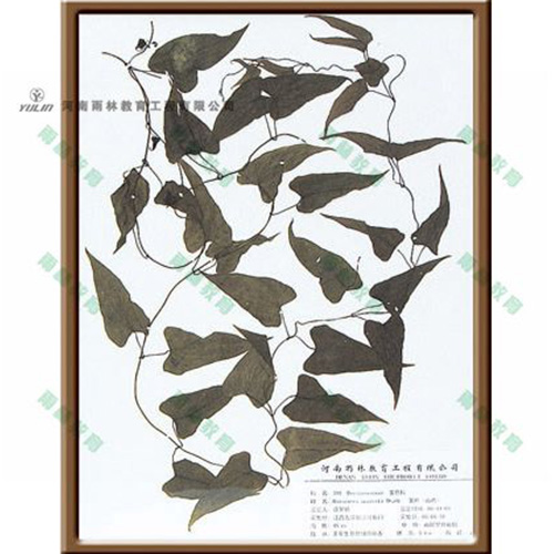 甘肃薯蓣标本