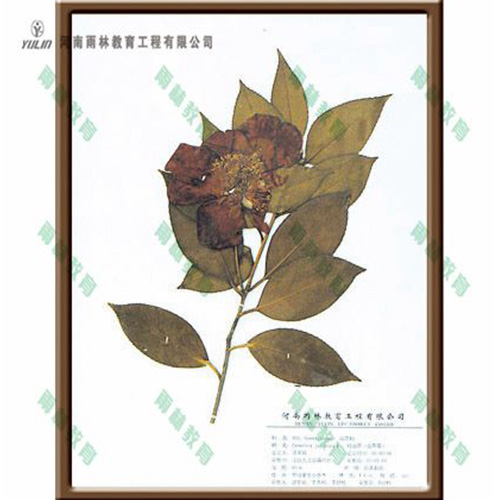 红山茶
