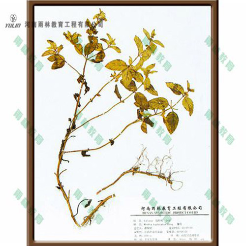 薄荷