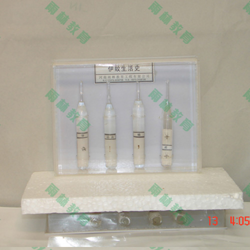 害虫标本25种