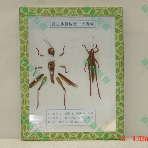 同翅目科昆虫