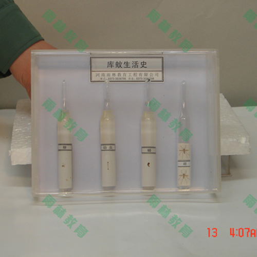 膜翅目科昆虫