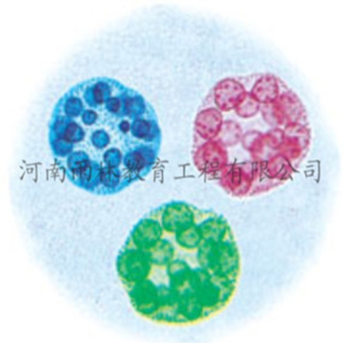 运动系统塑化标本