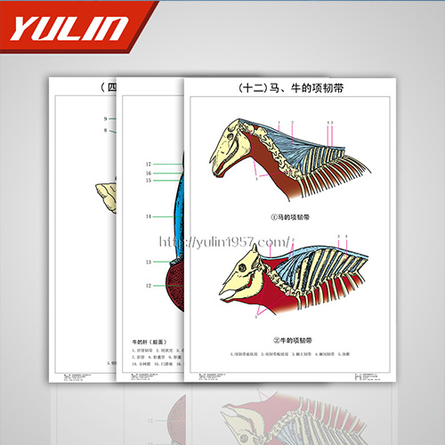 湖北家畜解剖学挂图