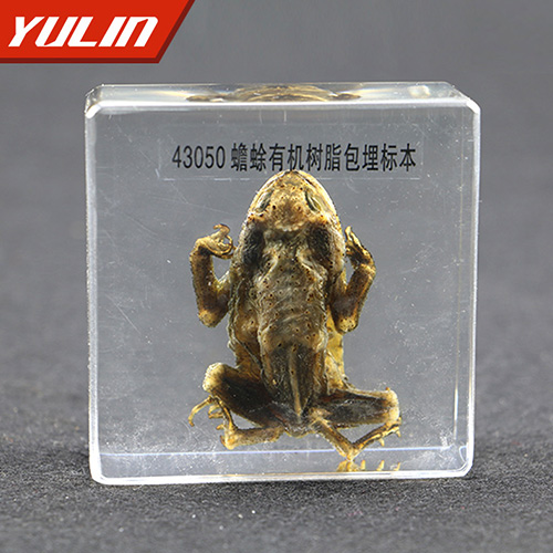 蟾蜍包埋标本
