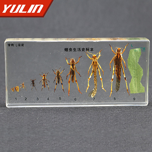 蝗虫生活史包埋标本